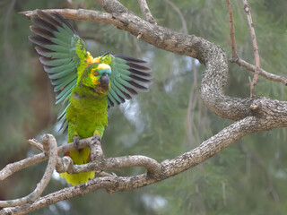 wild turquoise-fronted amazon (Amazona aestiva) parrot