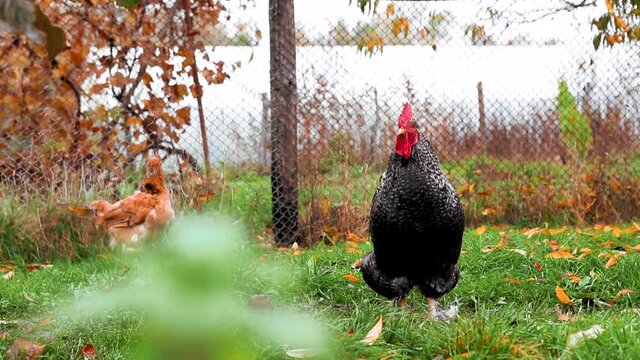 Chickens eating grass in the yard in autumn