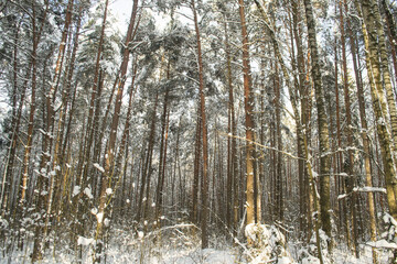 Winter Snowy Forest