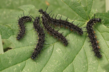  Black caterpillars of the Peacock butterfly, Aglais io, on nettle , Urtica diocia