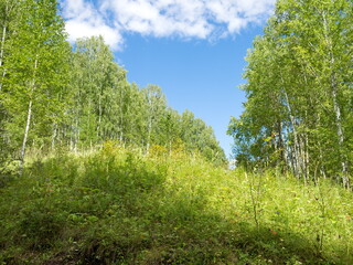 A narrow clearing with Russian birches along the edges on a hillock in the forest on a summer sunny...