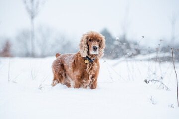 Cocker spaniel playing on field full of snow