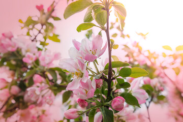 Fototapeta na wymiar Blossom tree