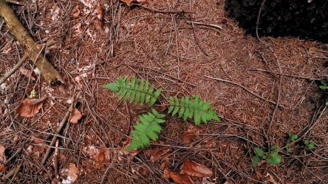 Fern plants in the forest in slow motion footage