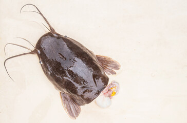 Catfish pieces isolated on a white background