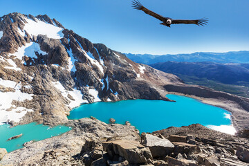 Condor in Patagonia - obrazy, fototapety, plakaty
