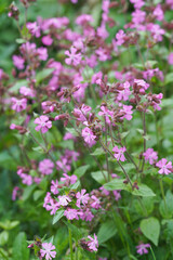 The pink flower of the Clifford Moor , Silene diocia