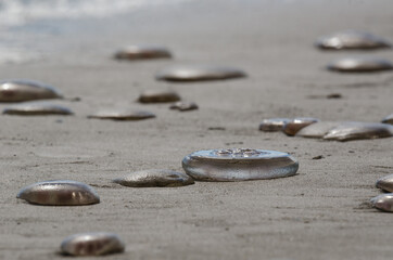 Fototapeta na wymiar JELLYFISH - Sea creatures on the beach