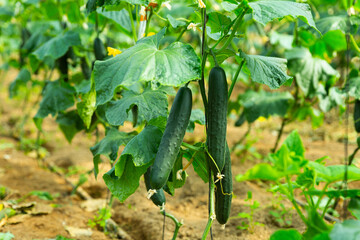 Obraz premium Closeup of fresh cucumbers ripening on hanging stalks in greenhouse..
