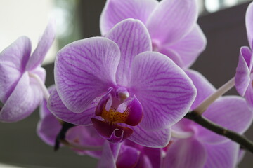 flower, pink