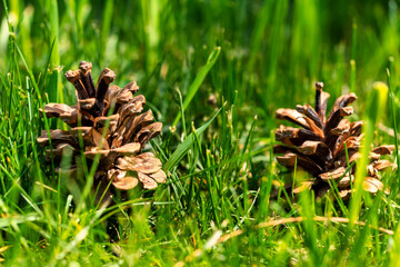 two pine cones on green grass background.