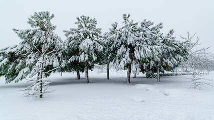 Snowy landscape in Madrid due to the snow storm Filomena. Park, streets, trees all covered in snow.
