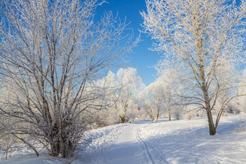 The track between the trees