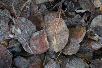 Herbstlaub