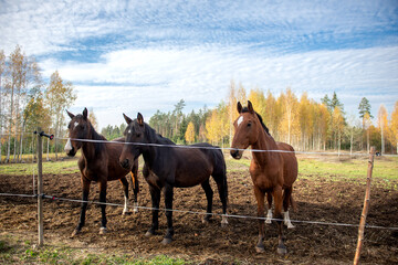 Autumn landscape with three beautiful horses in the farm paddock
