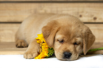 blonde labrador puppy lies sleepily in a wooden box and holds a sunflower under his head. copy space