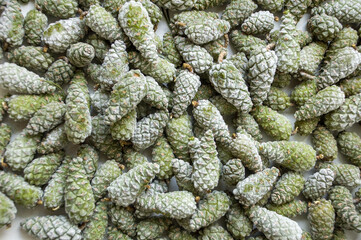 Frozen pine cones, anti-stroke medicinal tinctures