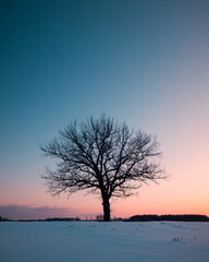 Fototapeta na wymiar Lonely winter tree in cold winter evening