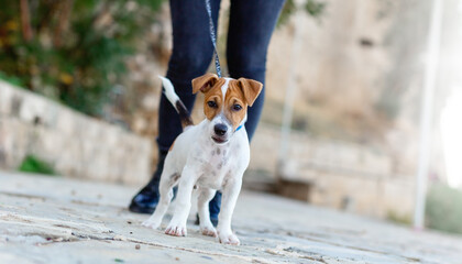 low view of an anonymous woman walking a jack russell dog at a park