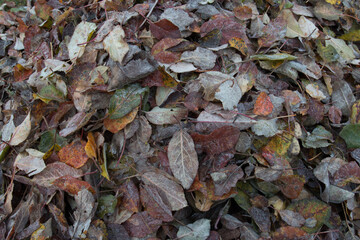 Herbstlaub