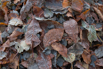 Herbstlaub