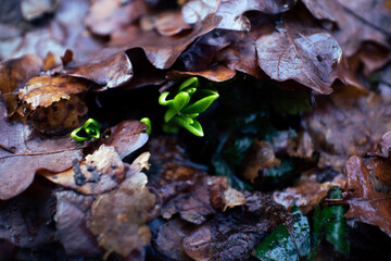 Spring flower shoots