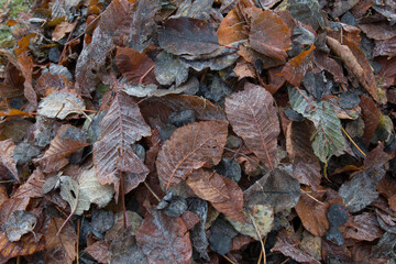 Herbstlaub
