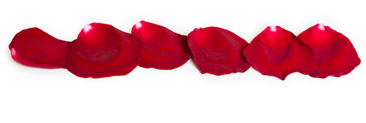 Beautiful red rose flower petals in row