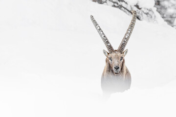 Fototapeta premium Fine art portrait of Alpine ibex in the snow (Capra ibex)