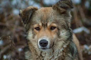 Obraz premium portrait of a wolf
