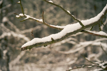 gałązka pokryta śniegiem 