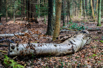 Spring in Brandon forest, 2015