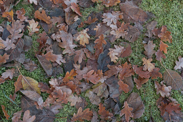 Herbstlaub