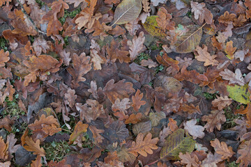 Herbstlaub