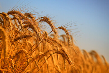 Wheat field against a sky