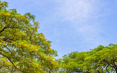 Fototapeta premium Big branches,tree and blue sky