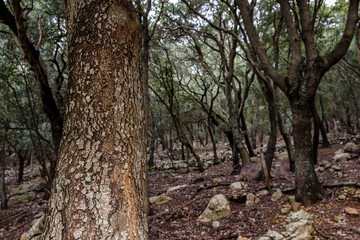Son Socies wood, Bunyola, Mallorca, Balearic Islands, Spain