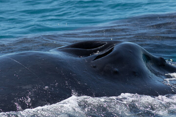 Obraz premium Humpback blowholes