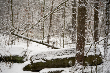 zimowe drzewa i głaz © Marcin Łazarczyk