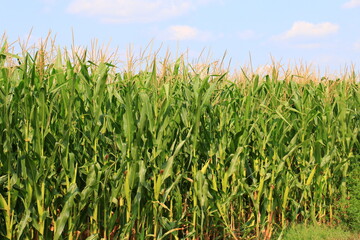 A huge corn field. Lots of green shoots of green corn