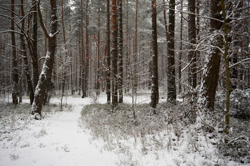 leśna zimowa ścieżka