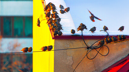Flock of birds on the rooftop . Urban Starlings standing on the snowy roof