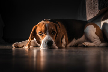 beagle dog lies on the floor in the house, muzzle on the floor, sad, bored look