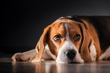 beagle dog lies on the floor in the house, muzzle on the floor, sad, bored look