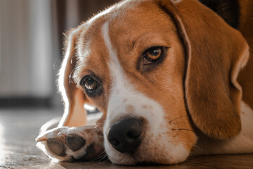 beagle dog lies on the floor in the house, muzzle on the floor, looks cute at the camera, expressive look