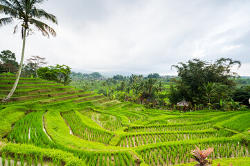Jatiluwih rice terraces on Bali