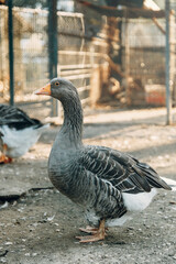 Gray domestic goose close-up on the lawn in the paddock on a summer day. Goose pasture, grass plucked, breeding geese.