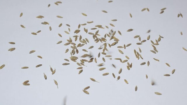 Cumin (Cuminum cyminum) is a flowering plant in the family Apiaceae, native to a territory including the Middle East and stretching east to India.