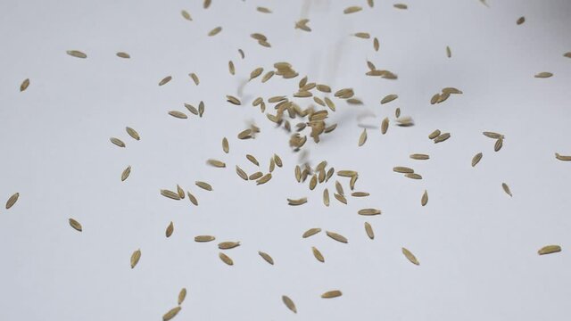 Cumin (Cuminum cyminum) is a flowering plant in the family Apiaceae, native to a territory including the Middle East and stretching east to India. 