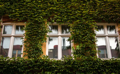 Three windows surrounded by greeneries in the old areas of central Malmö